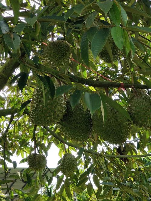 国产榴莲怎么种的视频播放