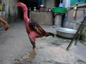 国产骚妇老鸡视频,揭秘网络视频背后的故事与争议